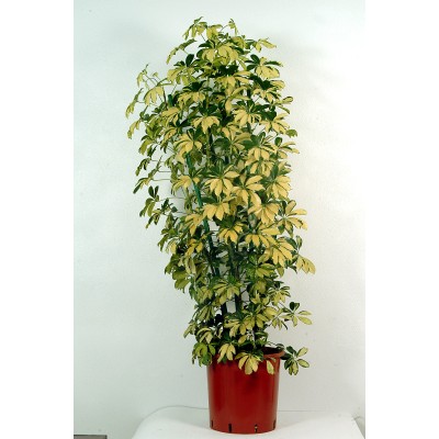 Schefflera Gold Indoor Plant